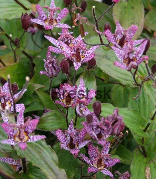 Tricyrtis 'Dark Form'